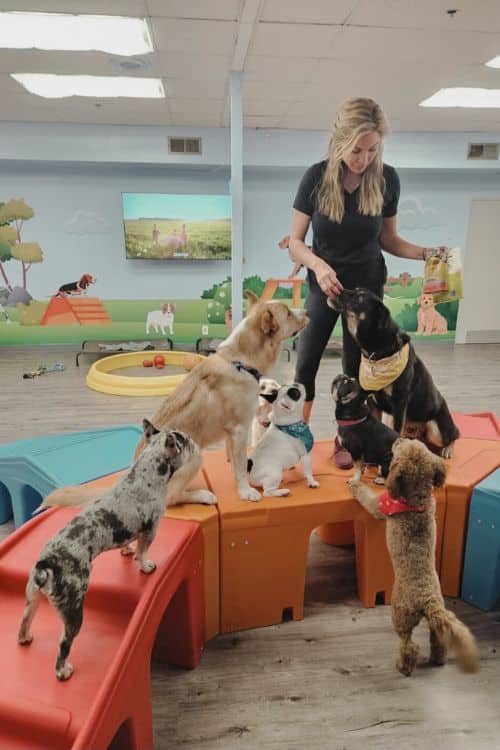 Dog Daycare - Calabasas Pawz Inn: Premier Dog Boarding & Daycare in the Heart of Calabasas