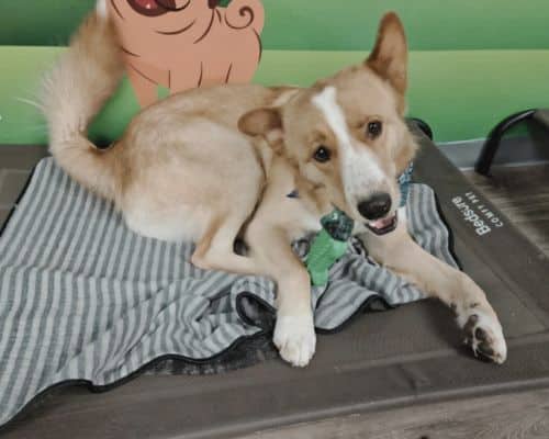 Your Exclusive Pet Concierge in the Heart of Calabasas Premier Dog Boarding