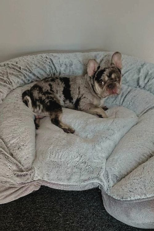 Premier Dog Hotel - Calabasas Pawz Inn: Premier Dog Boarding & Daycare in the Heart of Calabasas