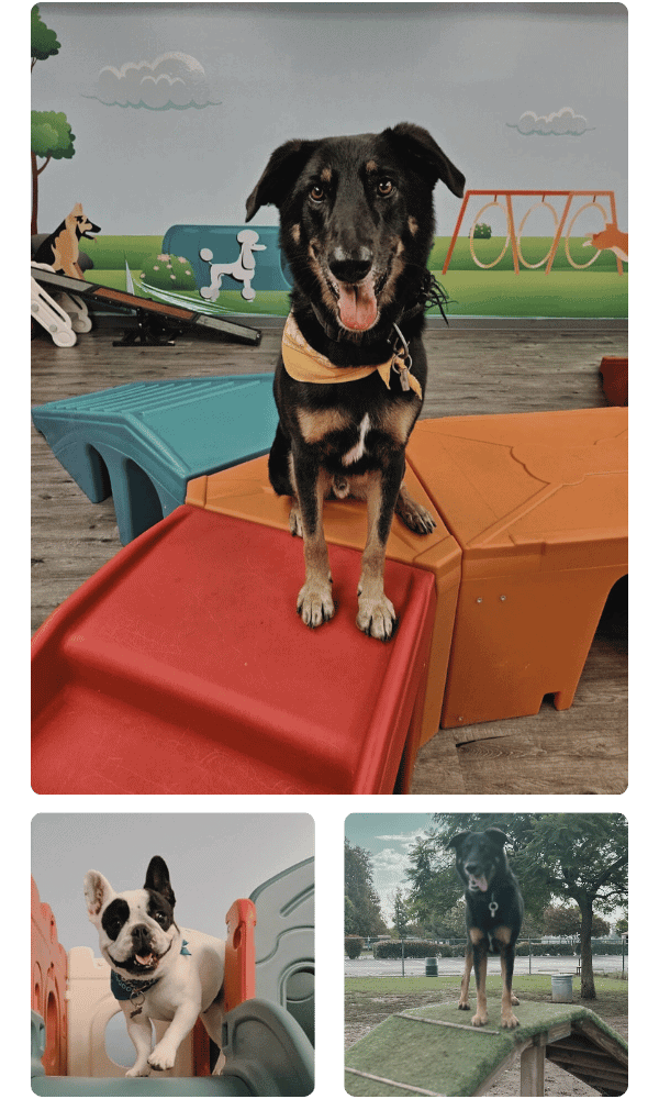 Premier doggy daycare Facility in Calabasas_