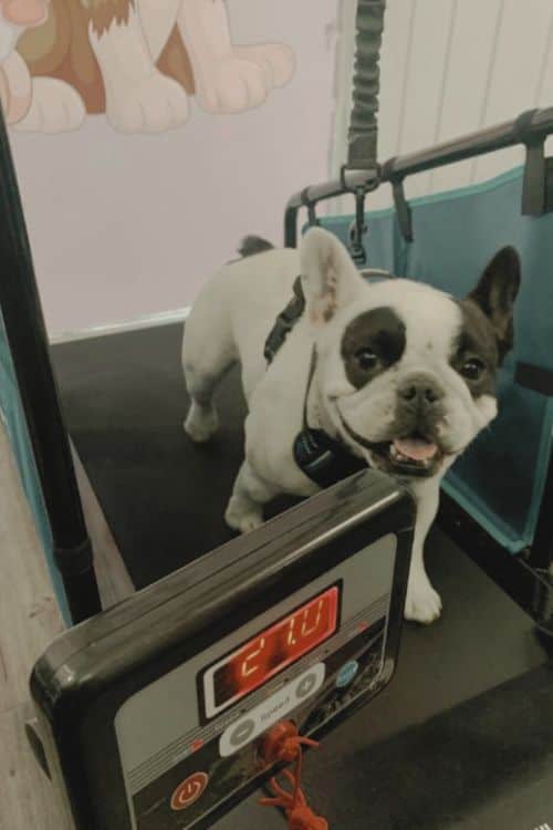 Treadmill - Calabasas Pawz Inn: Premier Dog Boarding & Daycare in the Heart of Calabasas