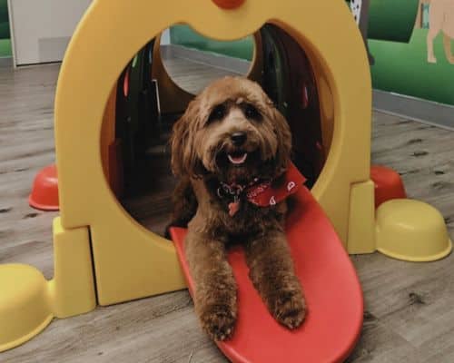 Your Exclusive Pet Concierge in the Heart of Calabasas Doggy Daycare