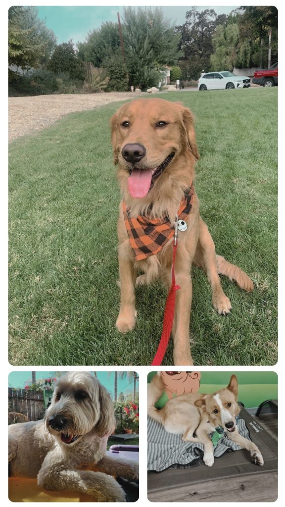 Premier dog Boarding Facility in Calabasas