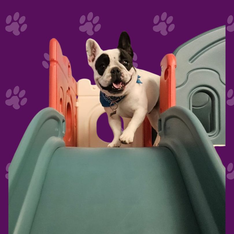 Why Choose Calabasas Pawz Inn Our premium full service, pet care concierge facility in Calabasas