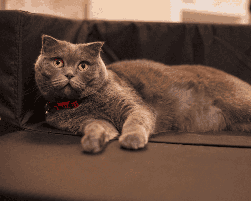 Cat Boarding Calabasas Paws Inn