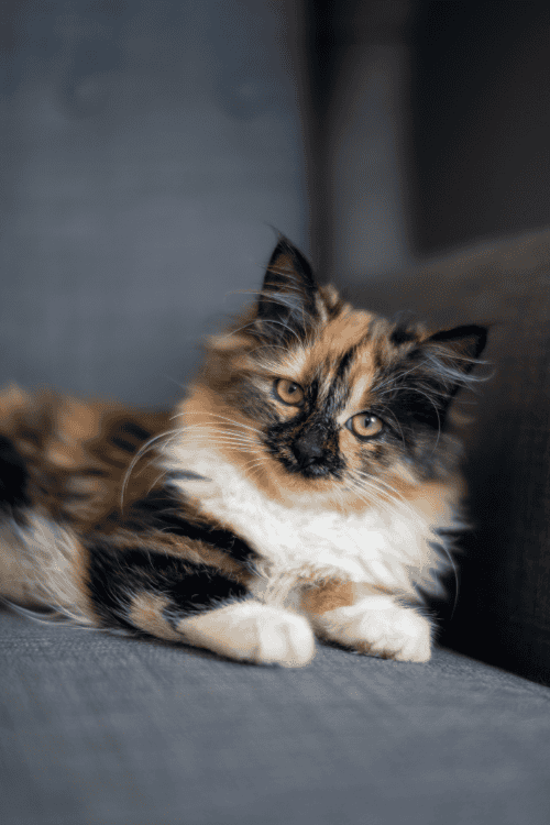 Cat Boarding Calabasas Paws Inn