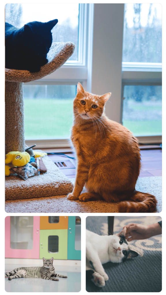 Premier Cat Boardig in Calabasas